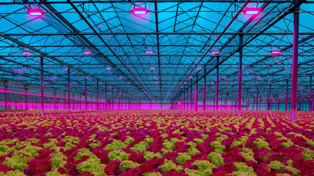 horticulture-led-grow-lights-s1920x19201 » led strip light Production R&D Manufacturer|NPHIS Greenhouse with horticulture LED grow lights illuminating plants for optimized growth.